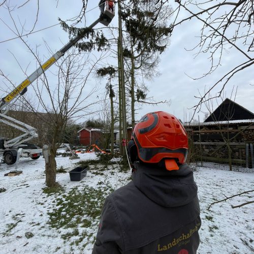 Baumfällung